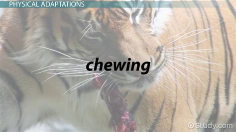 Carnivores Around The World 2025 𝚆𝚊𝚝𝚌𝚑 Episode Breakdown
