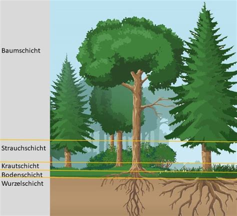 Der Wald in mir 2025